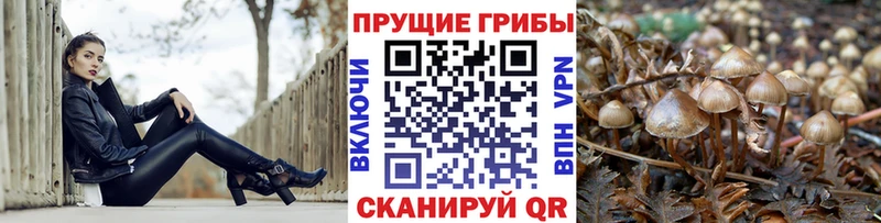 Псилоцибиновые грибы Cubensis  как найти закладки  Орлов 
